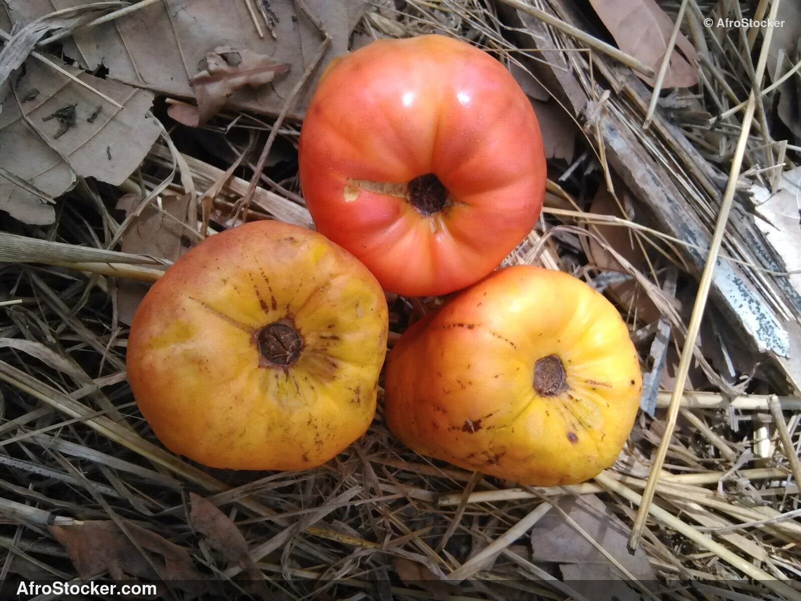 Cashew Nuts Close Up Africa | AfroStocker