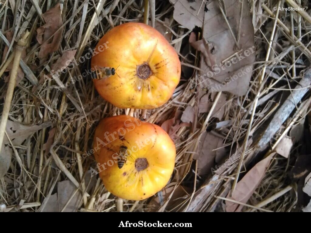 Cashew Fruit Cluster West Africa | AfroStocker