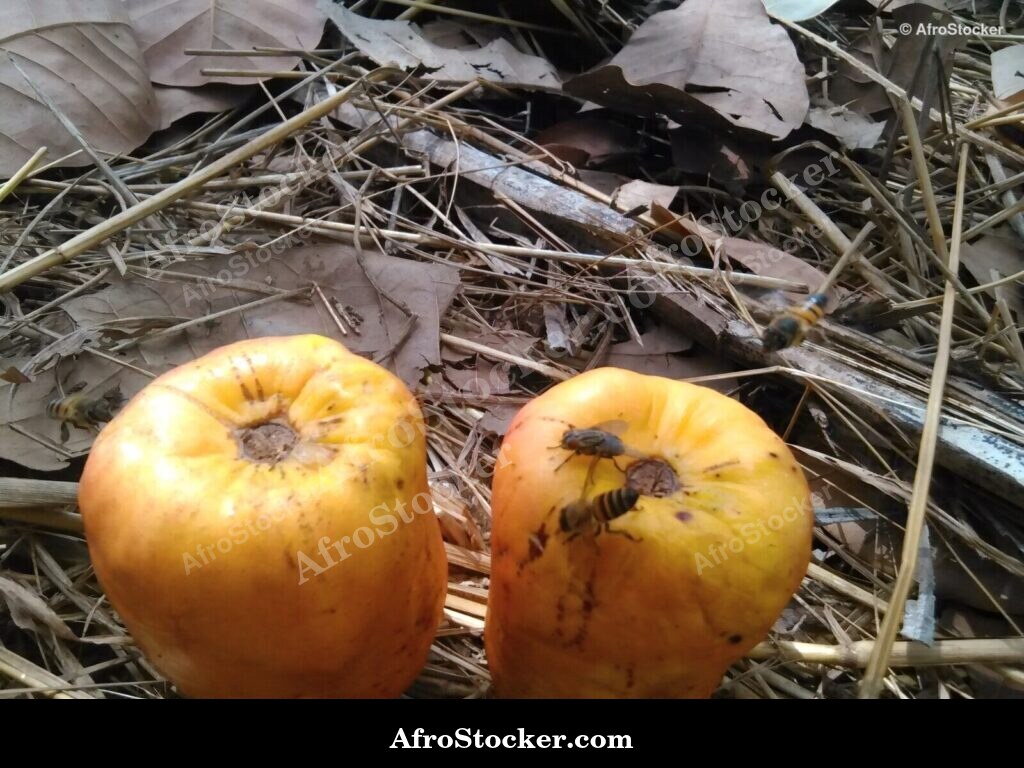 Green Cashew Nuts On Branch | AfroStocker