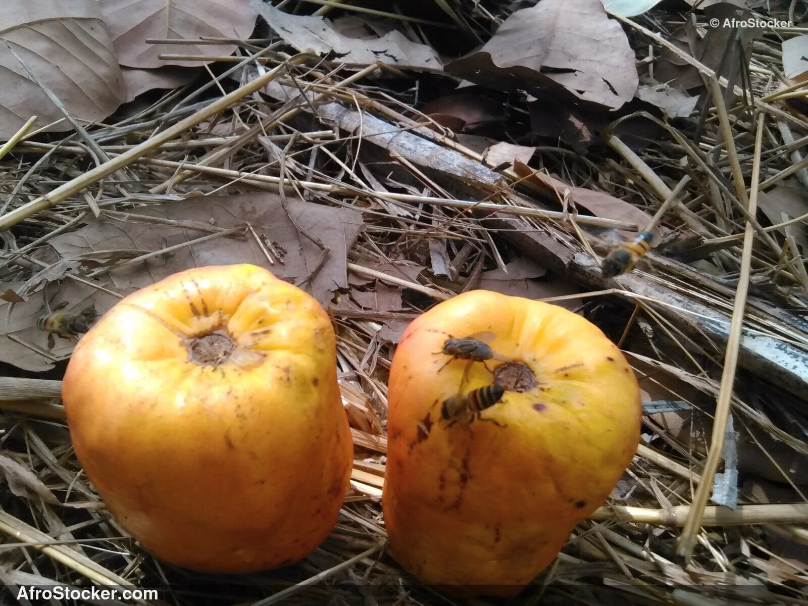 Green Cashew Nuts On Branch | AfroStocker