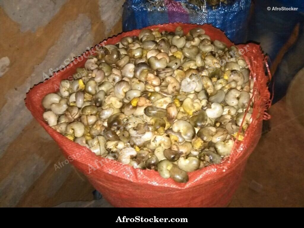 Cashew Nuts Pile West Africa | AfroStocker