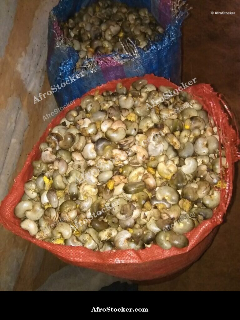 Cashew Nuts In Hand Africa | AfroStocker