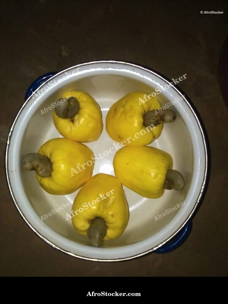 Fresh Cashew Nuts Harvest Africa | AfroStocker
