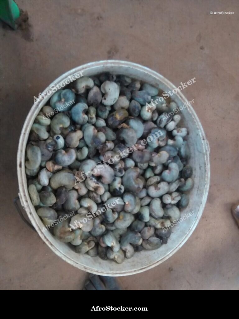 Ripe Cashew Africa Close Up | AfroStocker