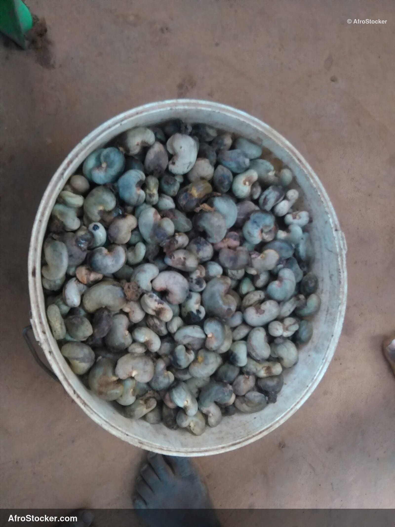 Ripe Cashew Africa Close Up | AfroStocker