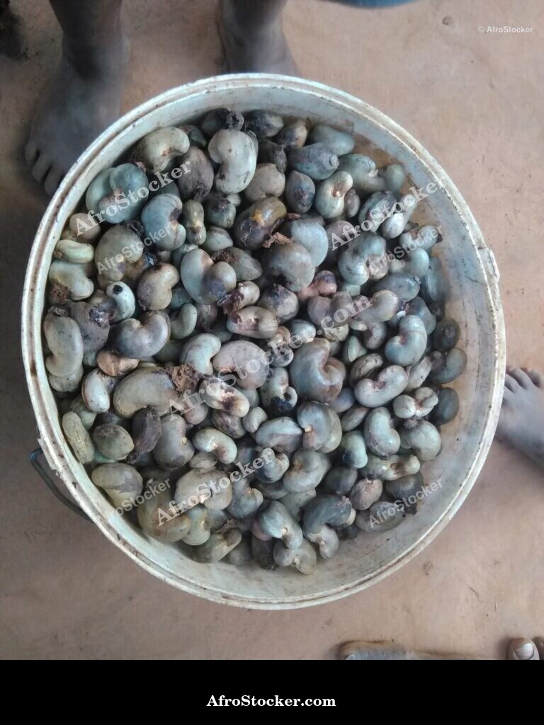 Cashew Nuts Ground Africa | AfroStocker