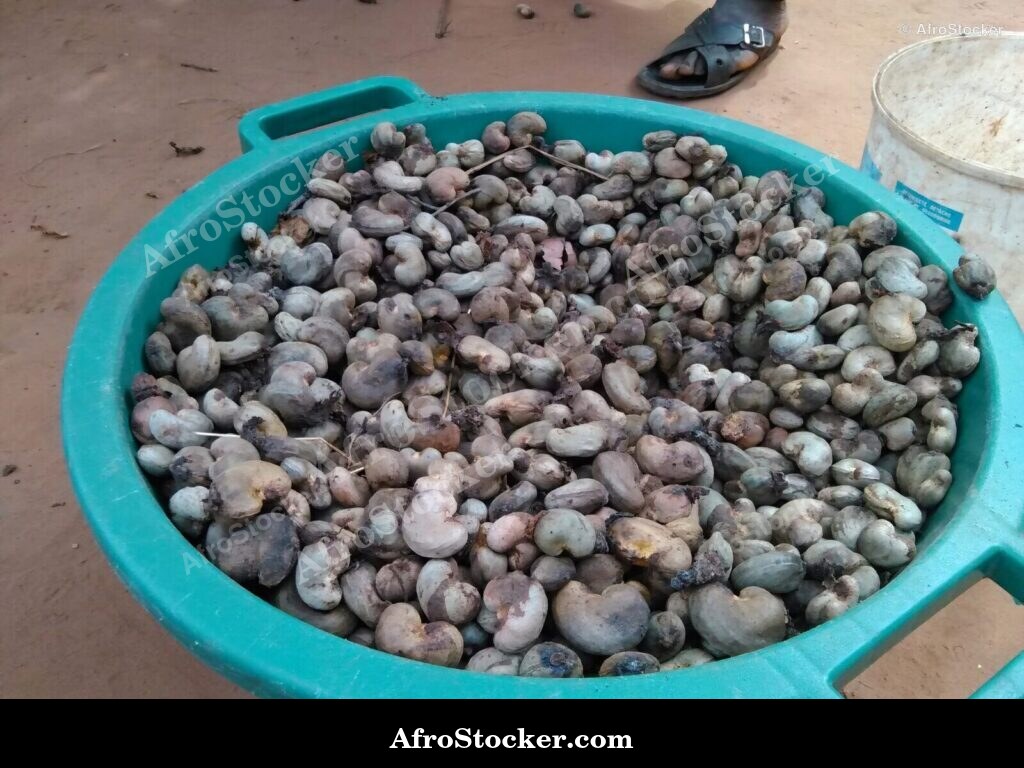 Cashew Fruit Tree West Africa | AfroStocker