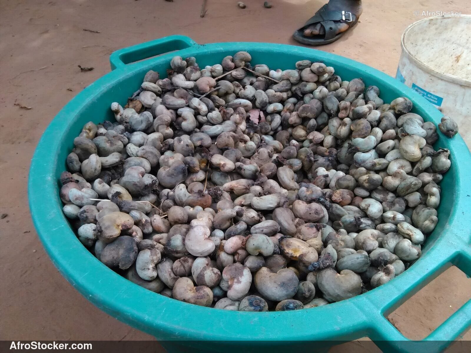 Cashew Fruit Tree West Africa | AfroStocker