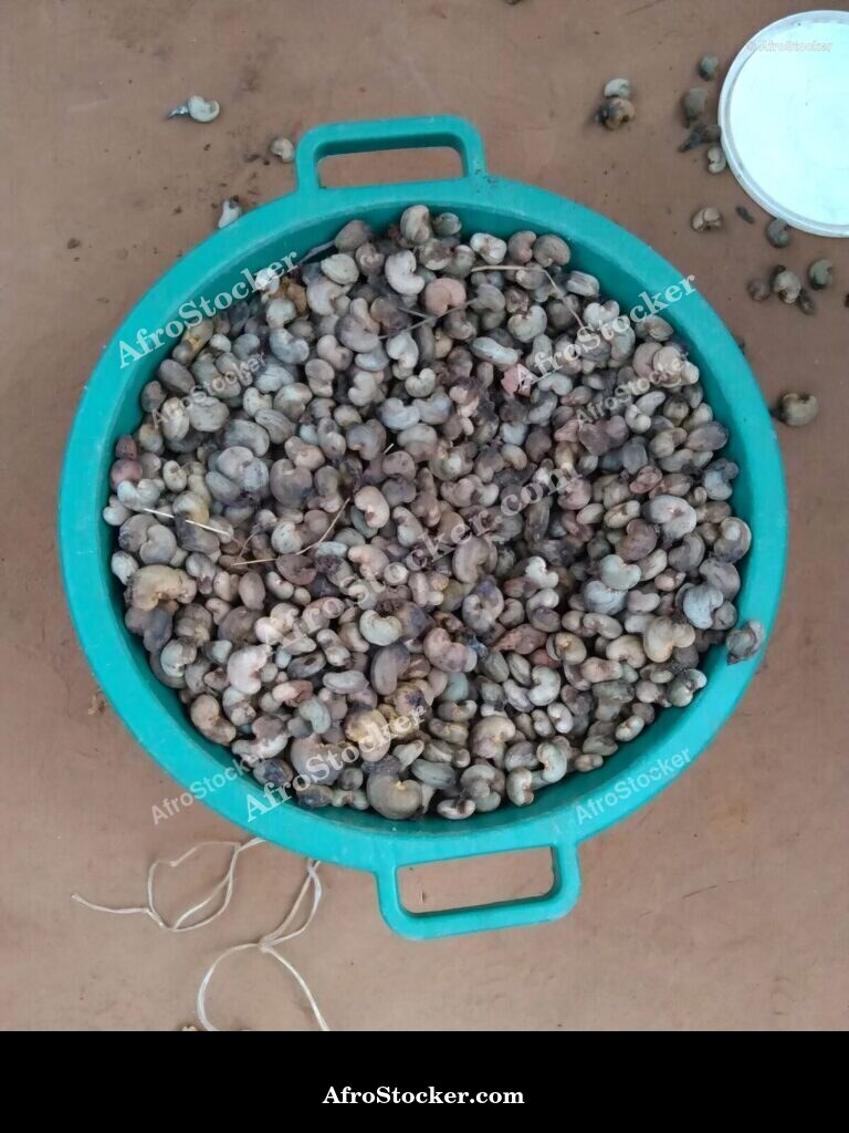 Cashew Nuts Open Air Africa | AfroStocker