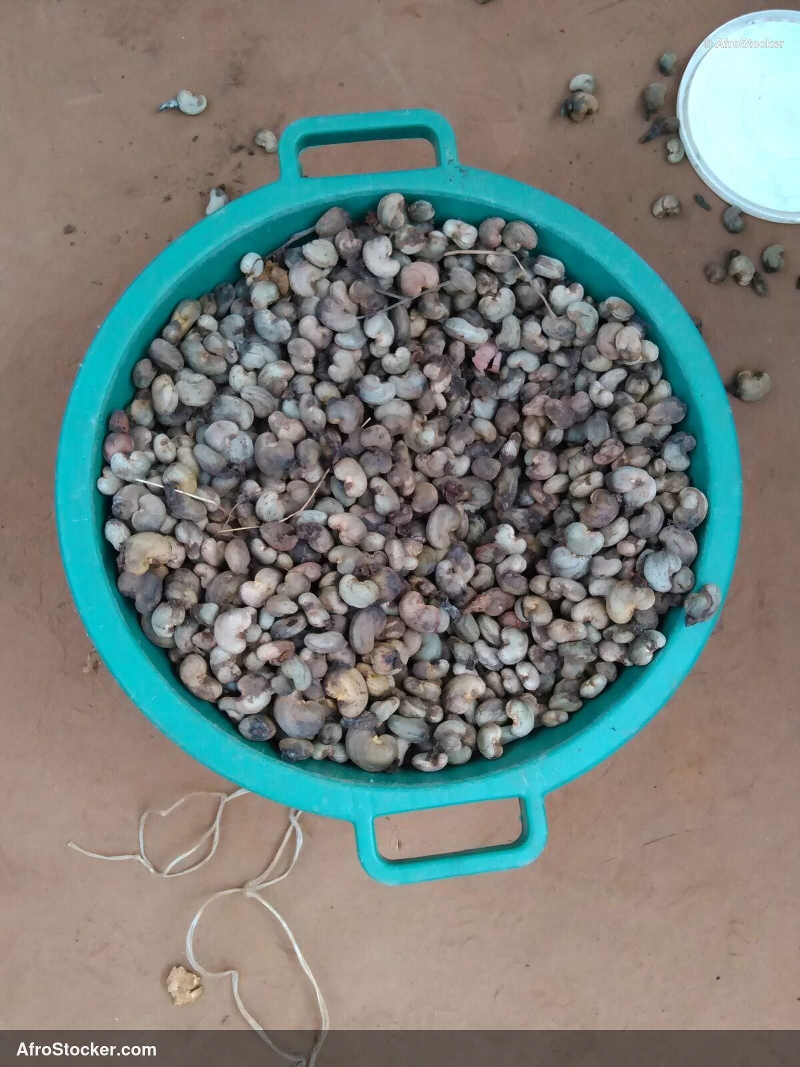 Cashew Nuts Open Air Africa | AfroStocker
