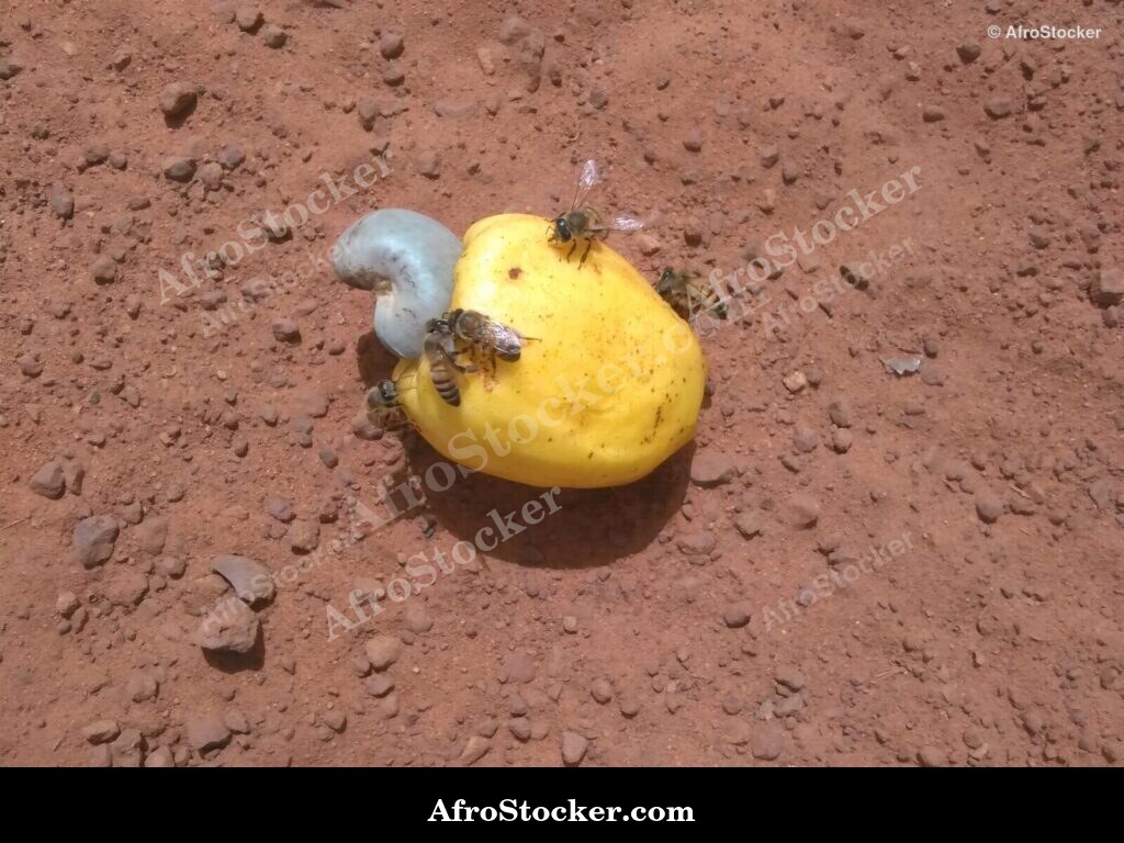 Cashew Harvest Season Africa | AfroStocker