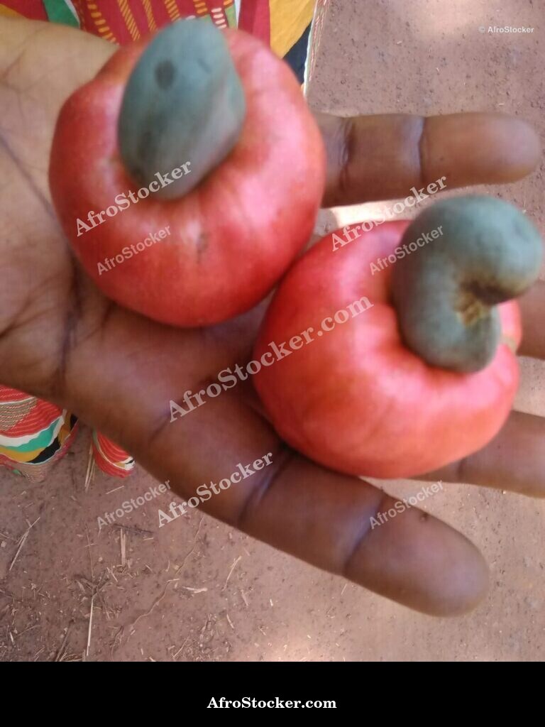 Cashew Nuts Village Africa | AfroStocker