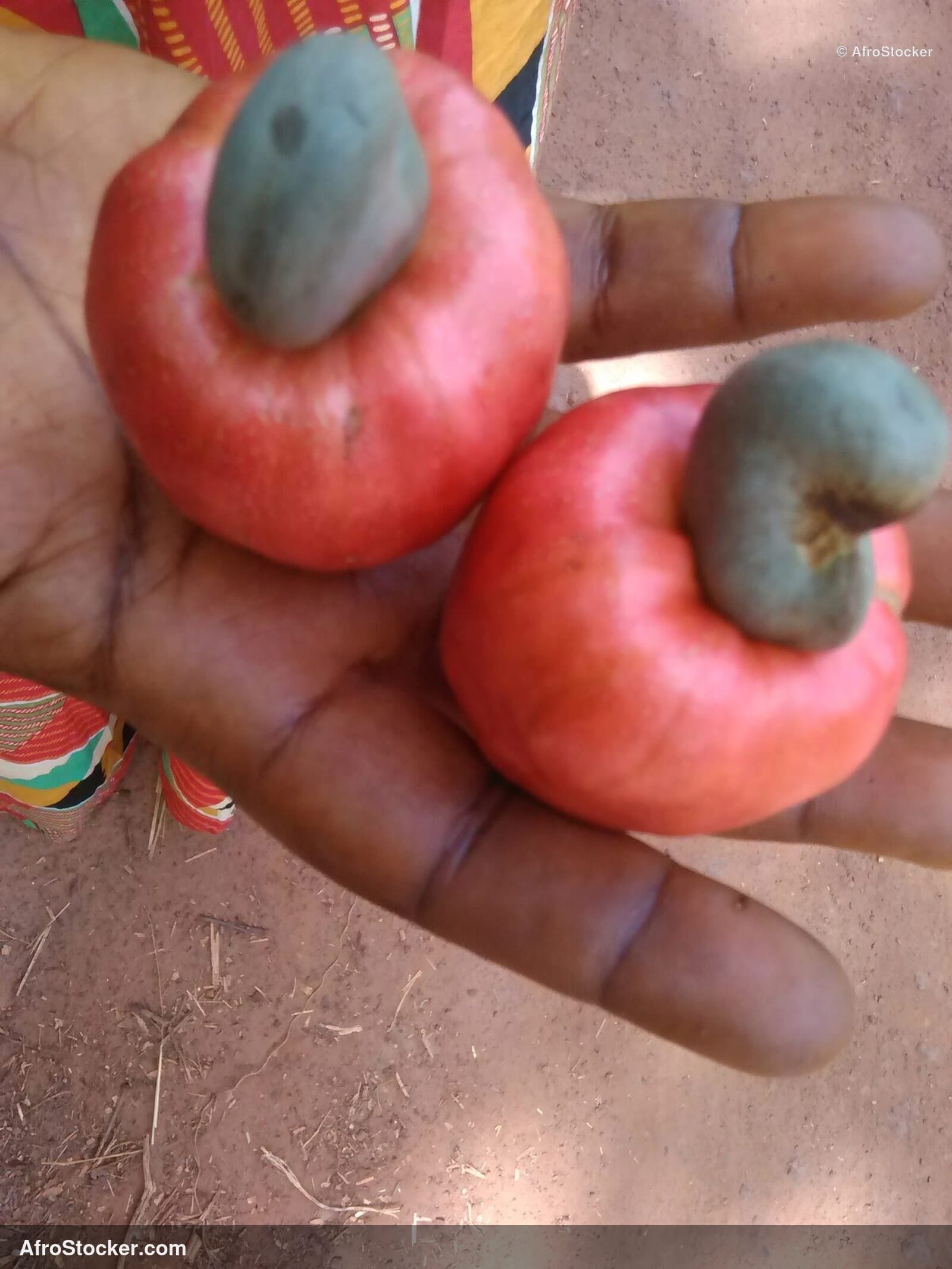 Cashew Nuts Village Africa | AfroStocker