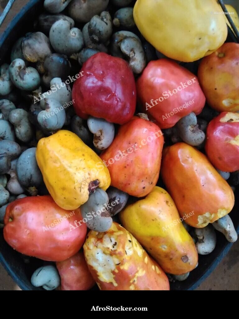 Cashew Fruit Fallen Ground Africa | AfroStocker