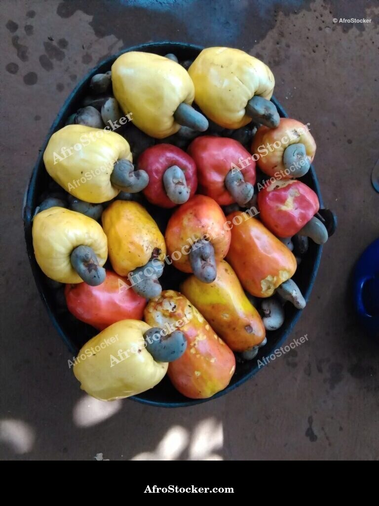 Cashew Nuts Scattered Africa | AfroStocker