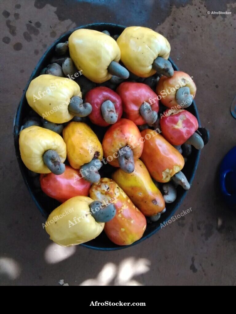 Cashew Nuts Field West Africa | AfroStocker