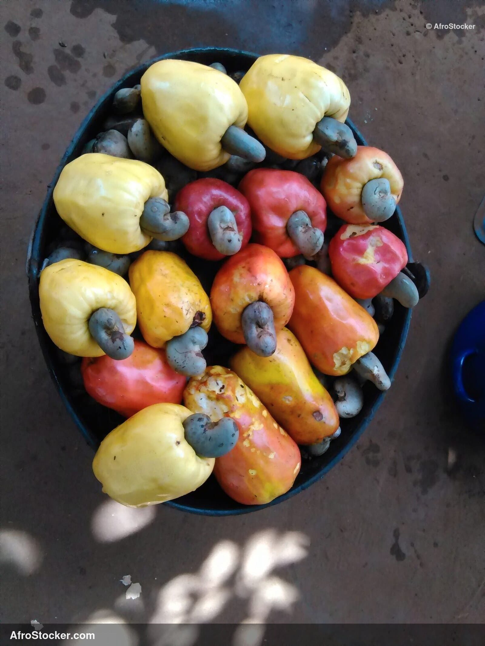 Cashew Nuts Field West Africa | AfroStocker