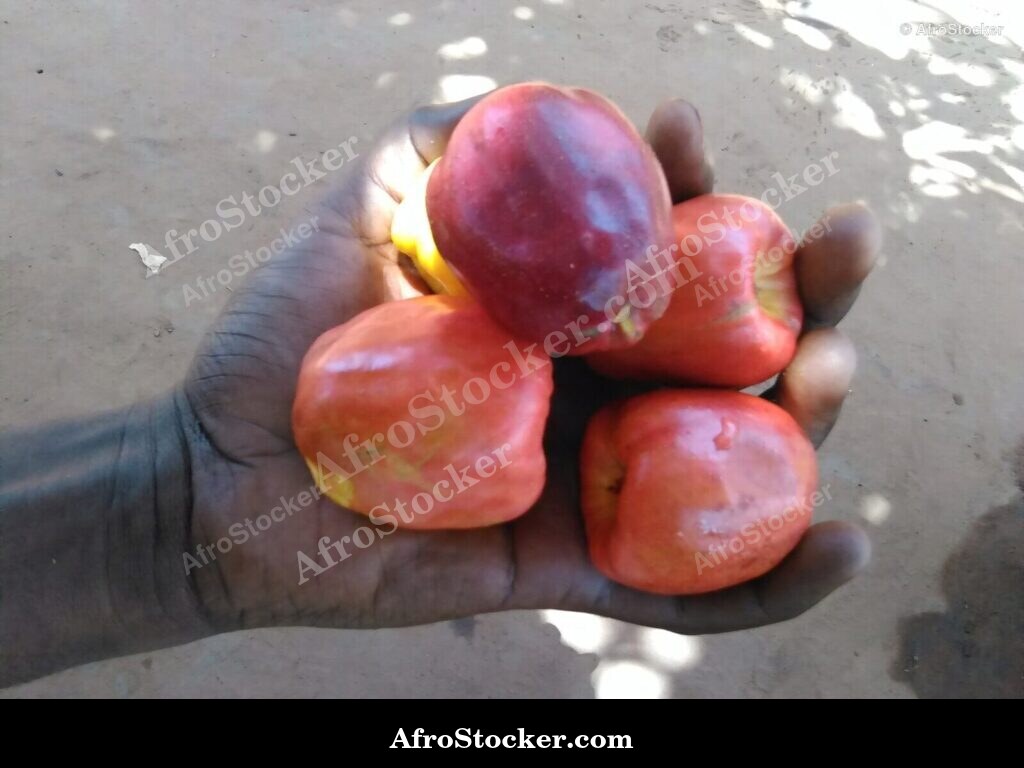 Cashew Nuts Drying Africa | AfroStocker