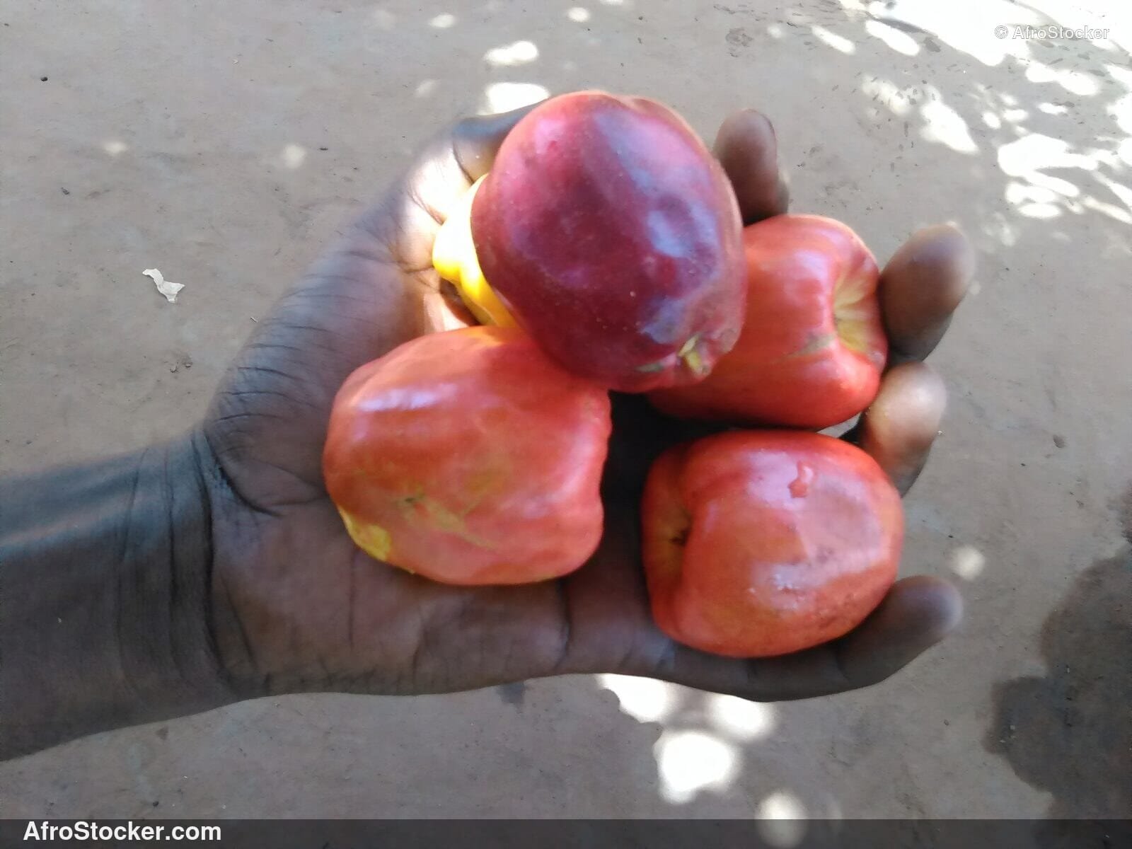 Cashew Nuts Drying Africa | AfroStocker