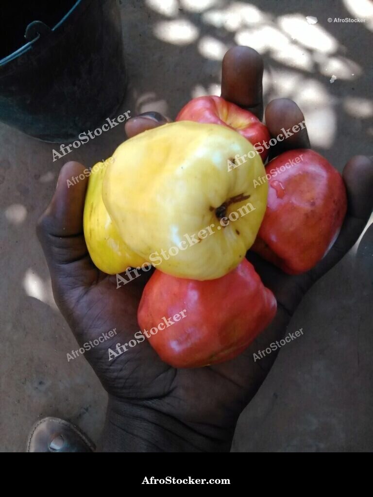 Cashew Fruit Ripe West Africa | AfroStocker