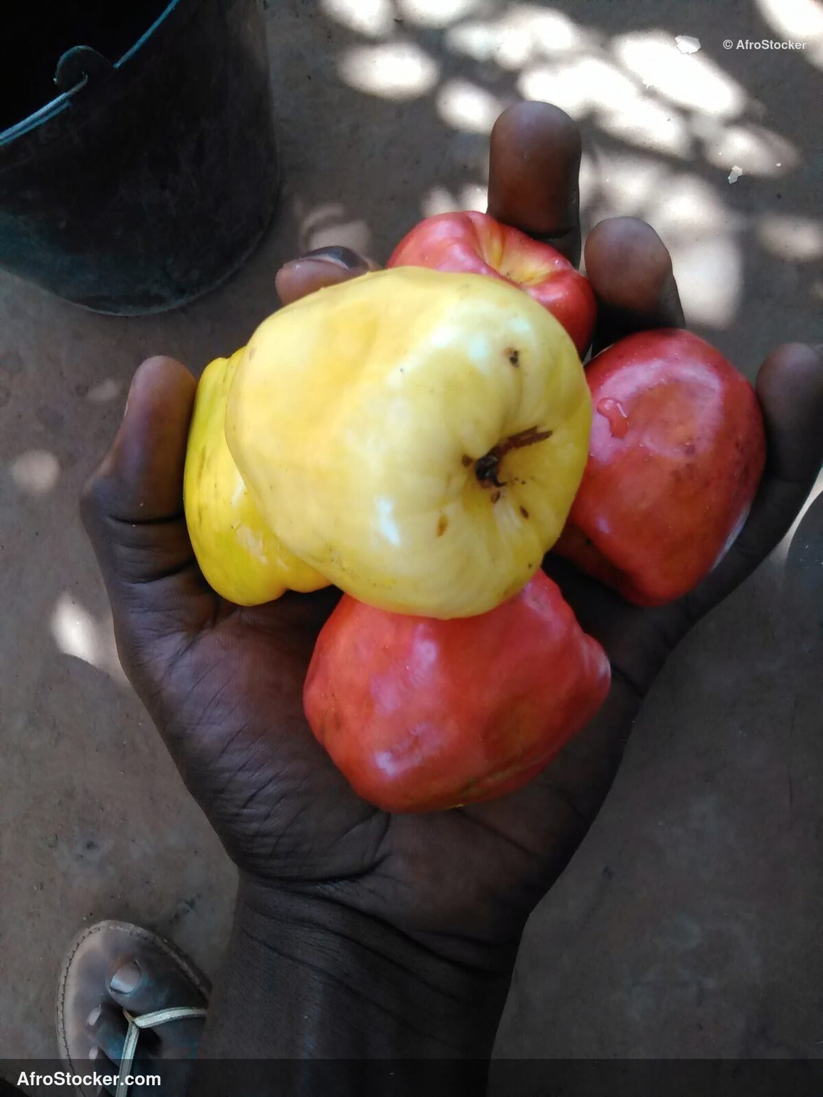 Cashew Fruit Ripe West Africa | AfroStocker