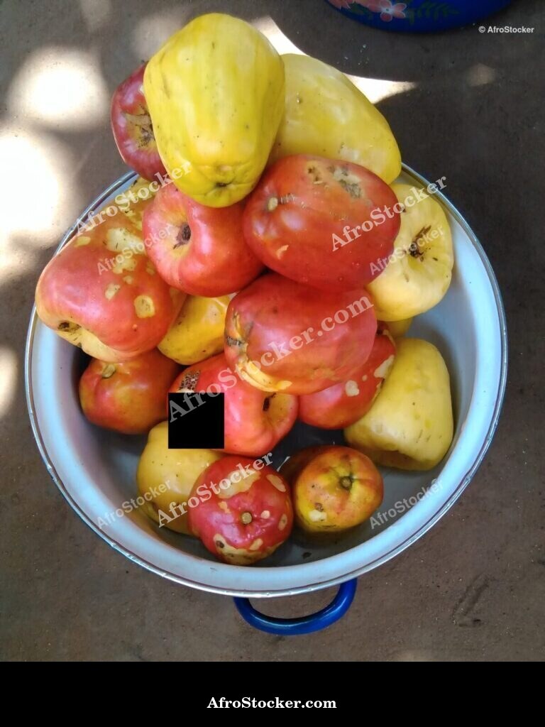 Cashew Nuts On Soil Africa | AfroStocker