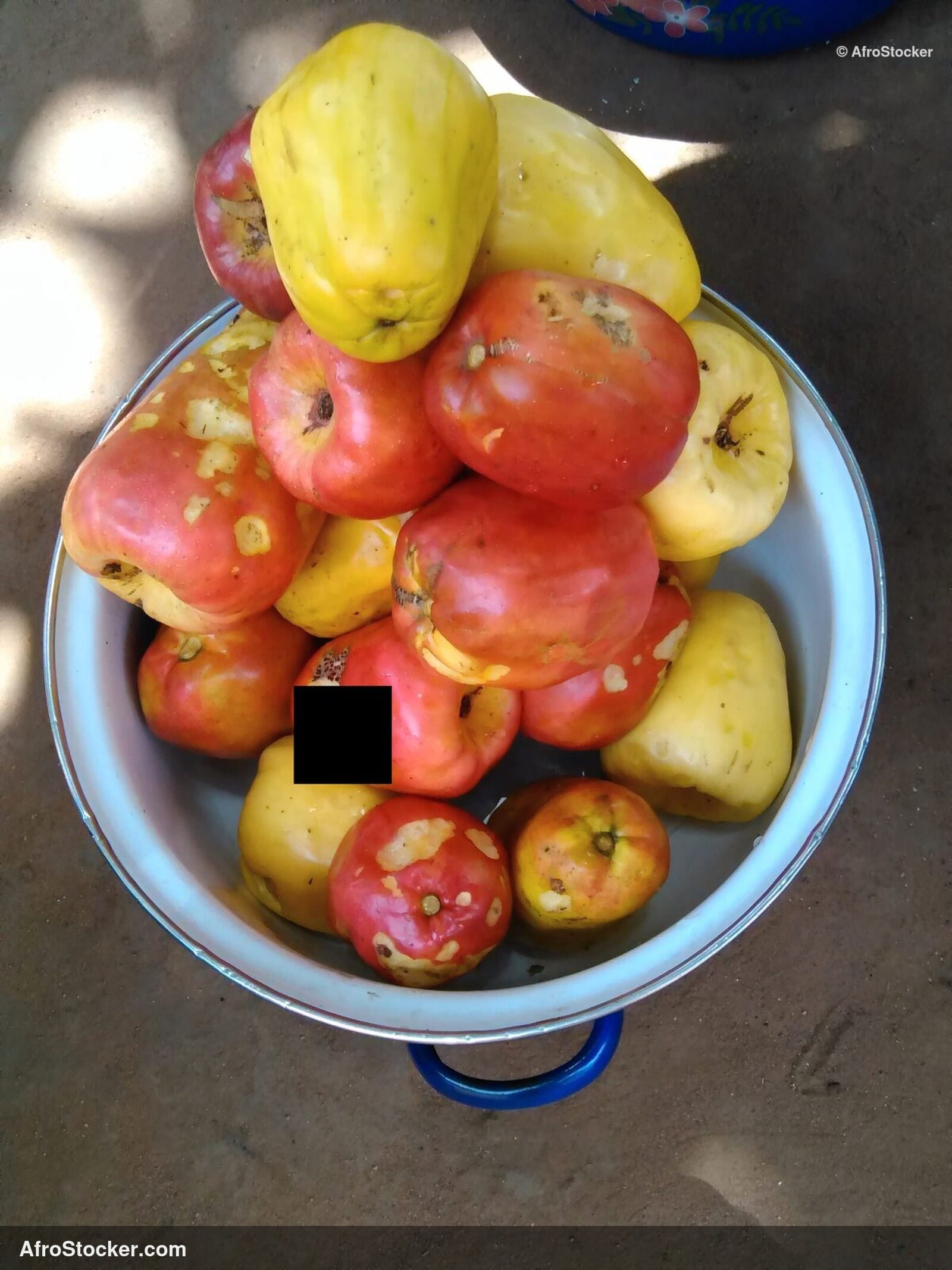 Cashew Nuts On Soil Africa | AfroStocker