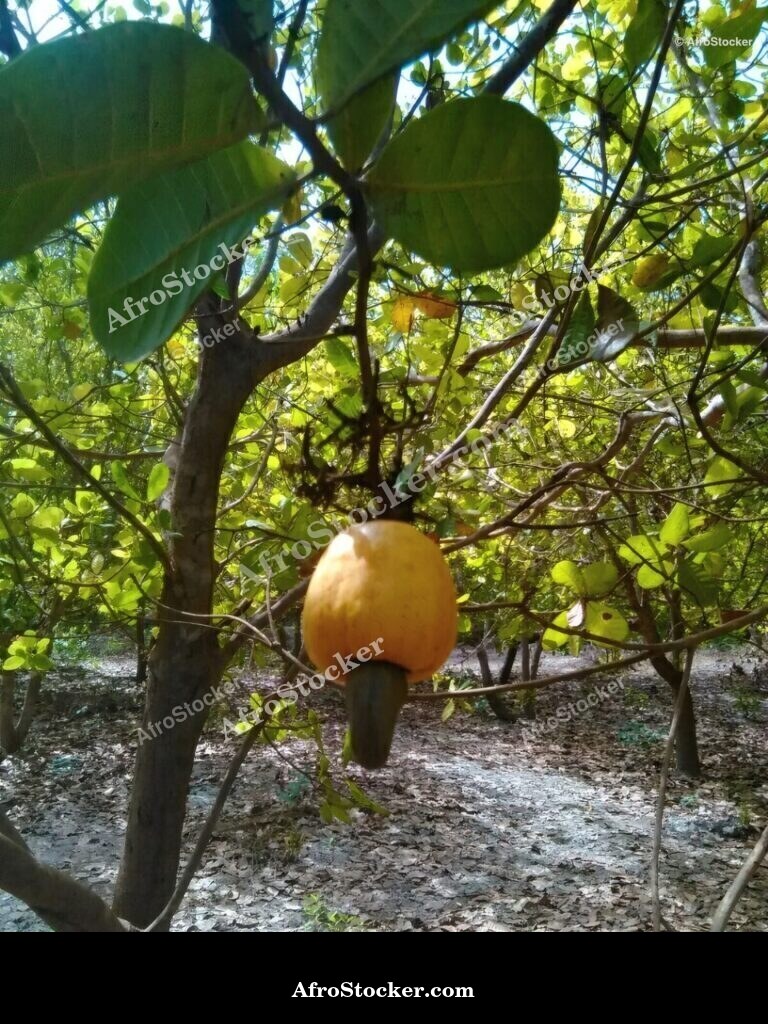 Cashew Nuts Small Batch Africa | AfroStocker