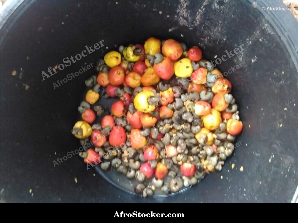 Cashew Tree Branch Africa | AfroStocker