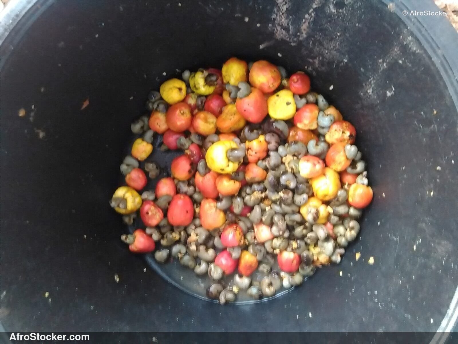 Cashew Tree Branch Africa | AfroStocker
