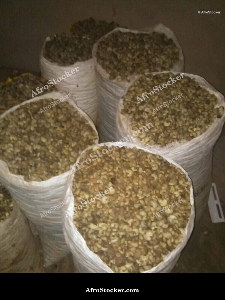 Cashew Nuts Collected Africa | AfroStocker