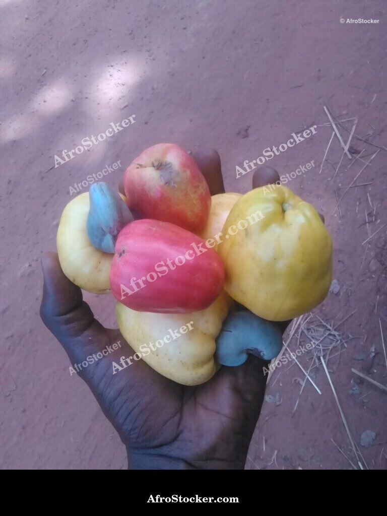 Cashew Harvest Basket West Africa | AfroStocker