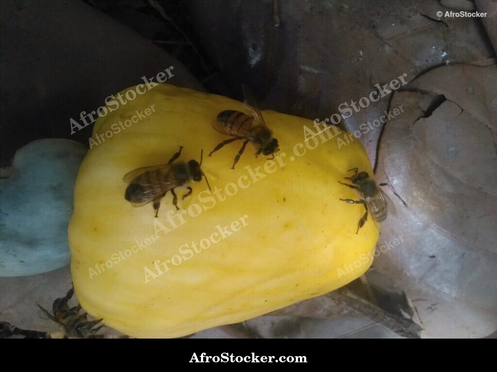 Cashew Nuts Heap Africa | AfroStocker