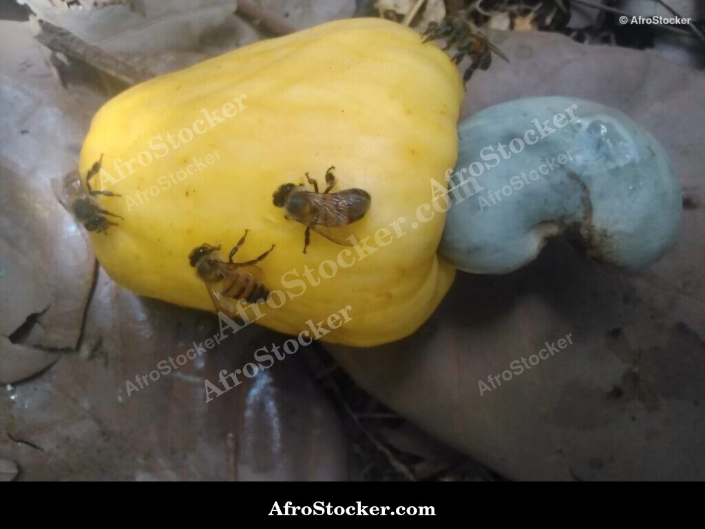 Cashew Nuts Market Africa | AfroStocker