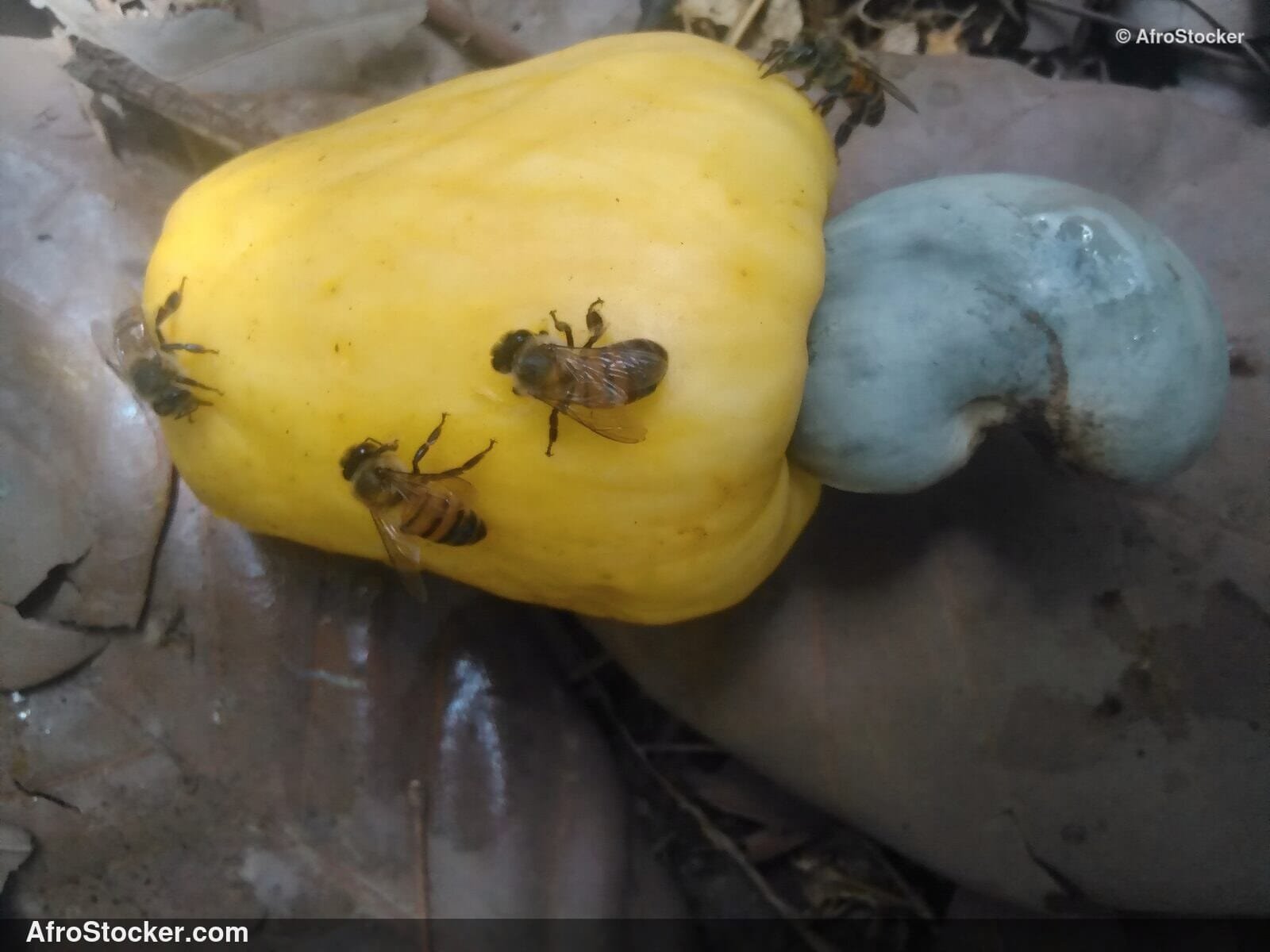 Cashew Nuts Market Africa | AfroStocker