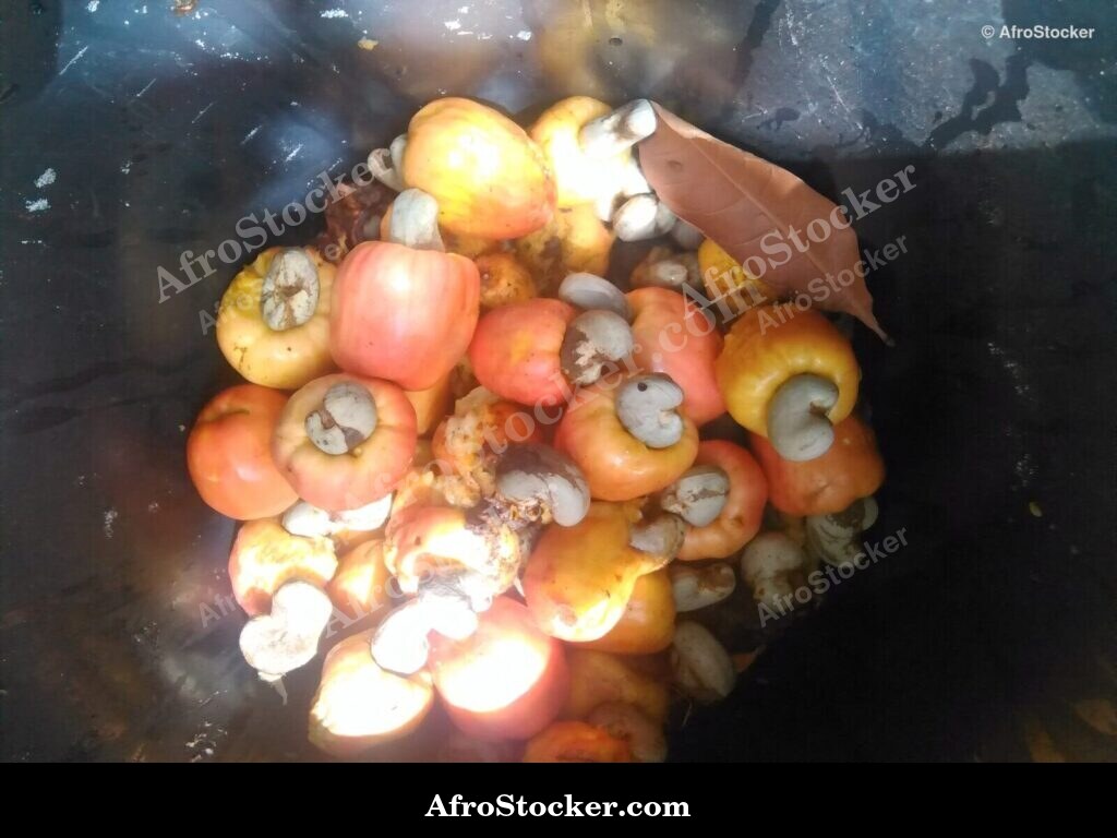 Cashew Fruit Stem Africa | AfroStocker