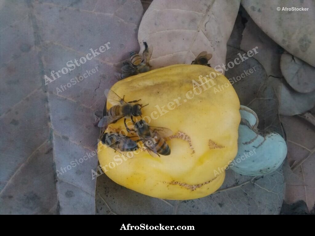 Cashew Nuts Ground Texture Africa | AfroStocker