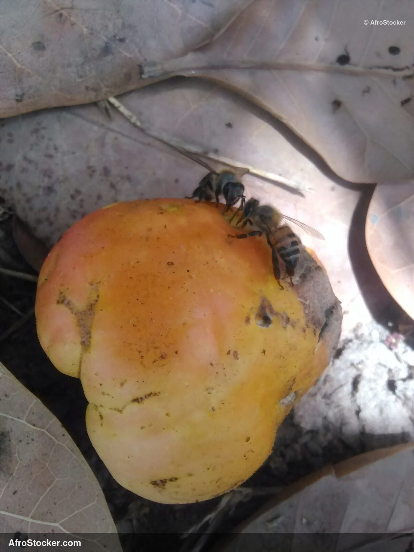 Cashew Nuts Farm West Africa | AfroStocker