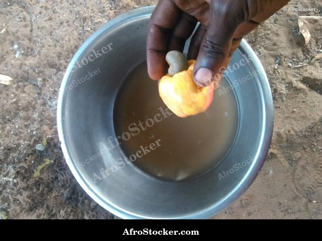 Cashew Harvest Pile Africa | AfroStocker