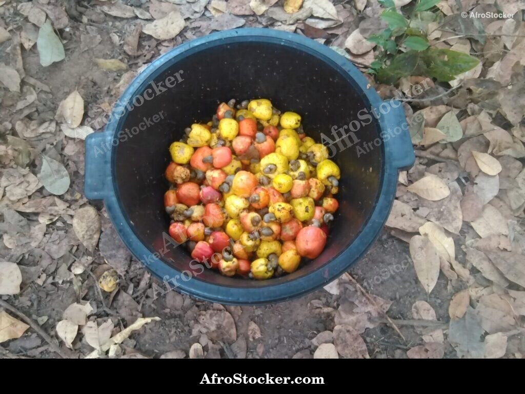 Cashew Nuts Closeup West Africa | AfroStocker