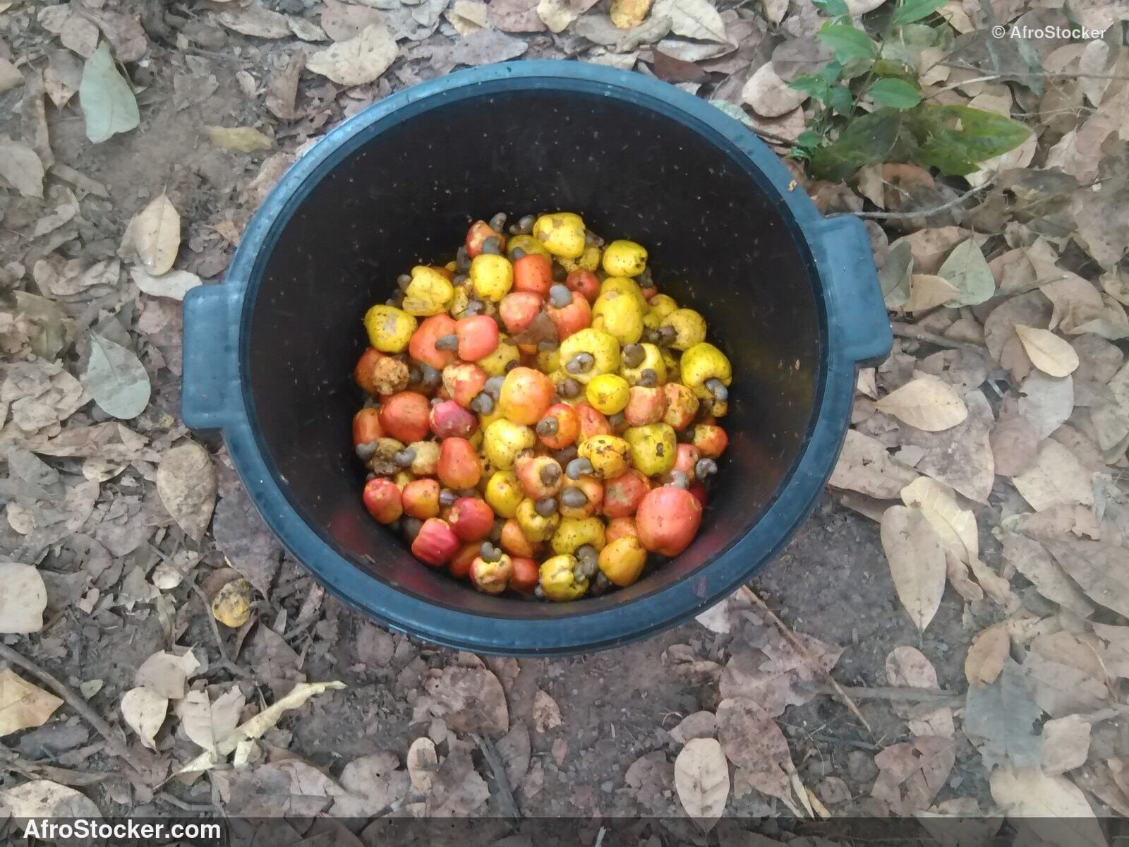 Cashew Nuts Closeup West Africa | AfroStocker