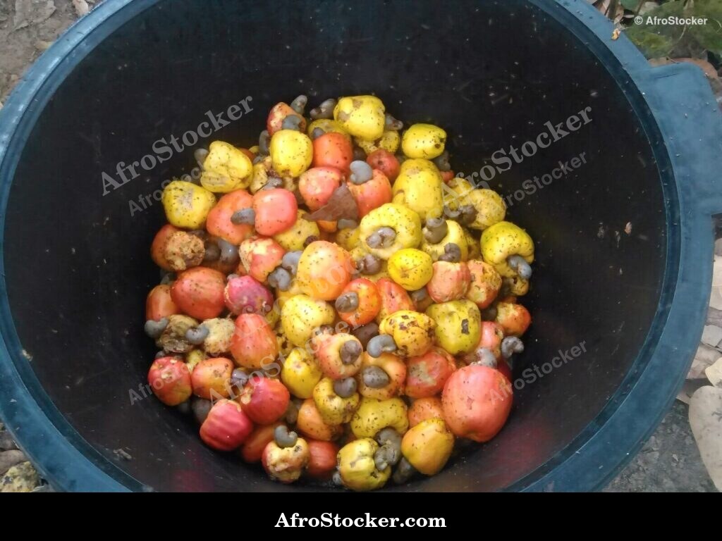 Cashew Fruit Last Harvest Africa | AfroStocker