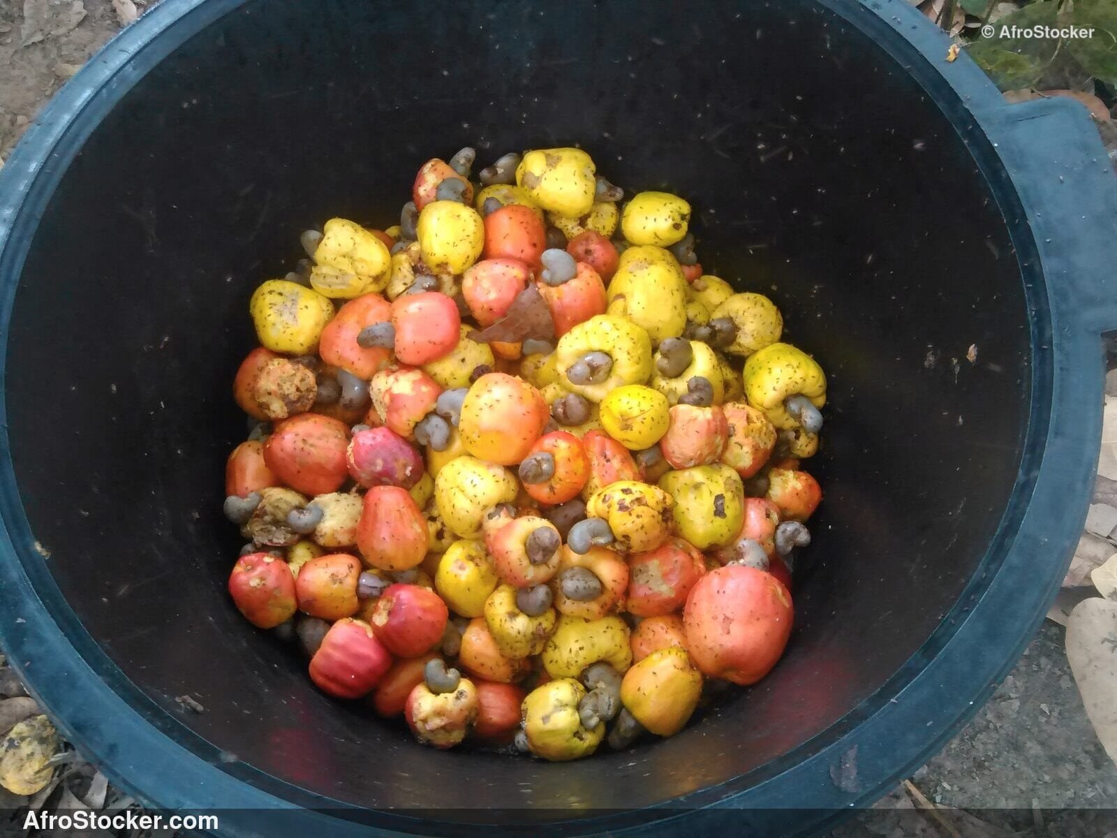 Cashew Fruit Last Harvest Africa | AfroStocker