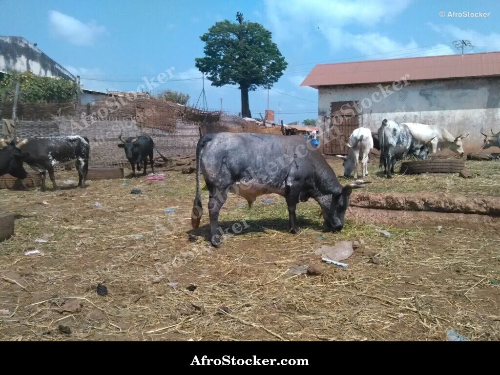 Shepherd With Sheep Senegal | AfroStocker
