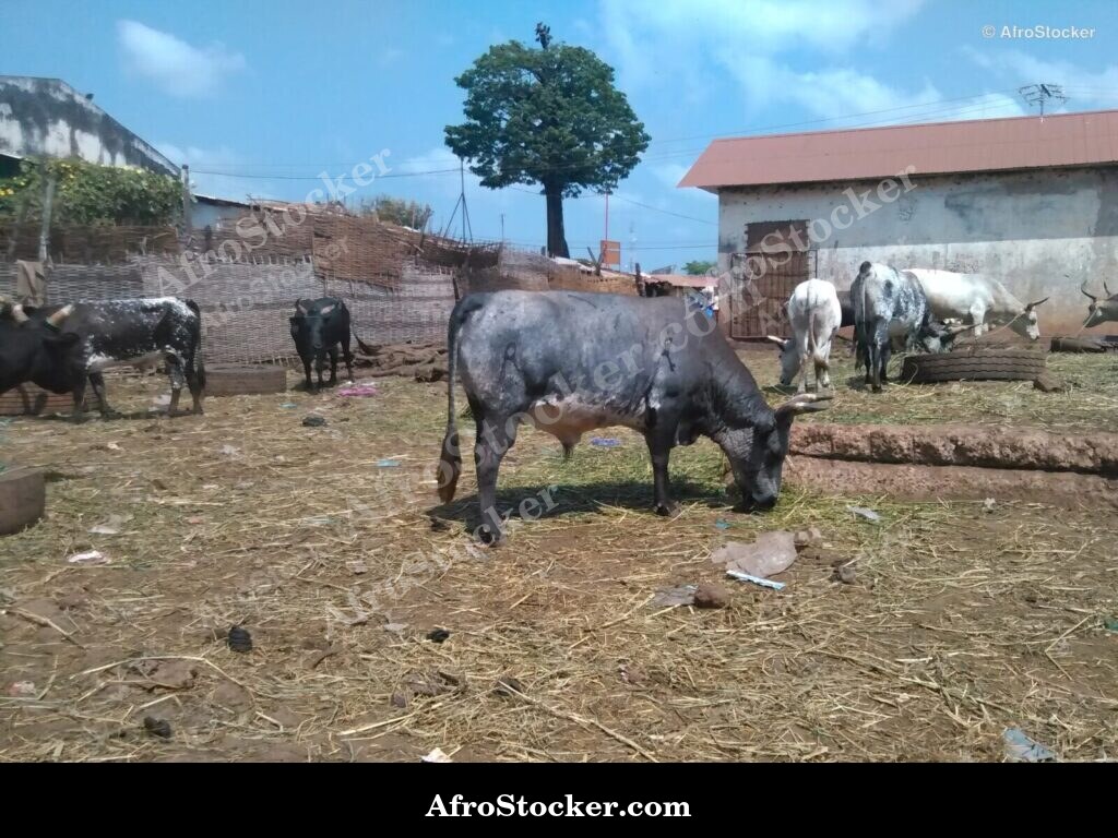 Sheep Herder Senegal Field | AfroStocker