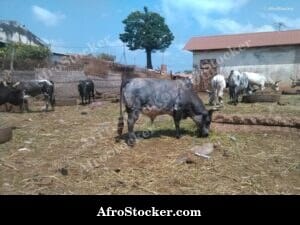 Sheep Herder Senegal Landscape