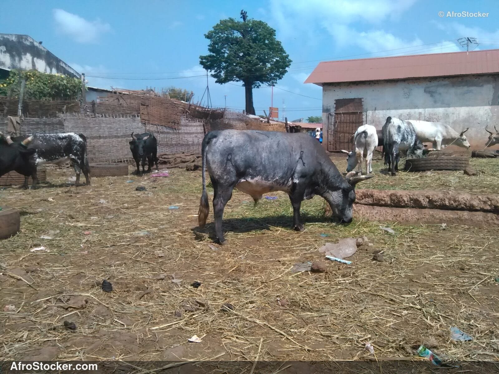 Senegal Sheep Shepherd Field / Berger Moutons Champ Sénégal | AfroStocker