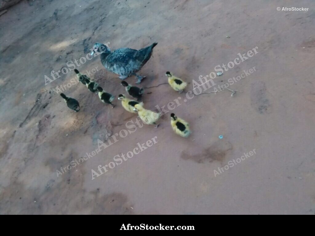 Duck With Ducklings West Africa | AfroStocker