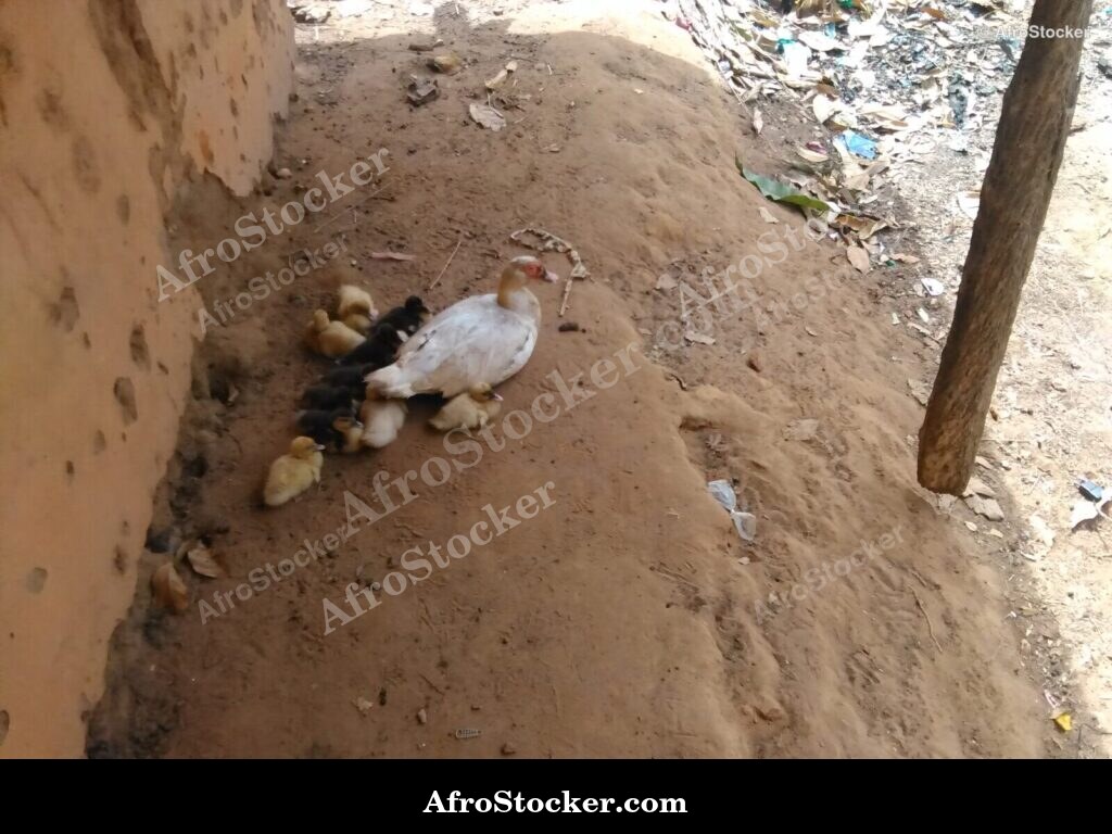 Ducks With Ducklings African Village / Canards avec Canetons Village Africain | AfroStocker