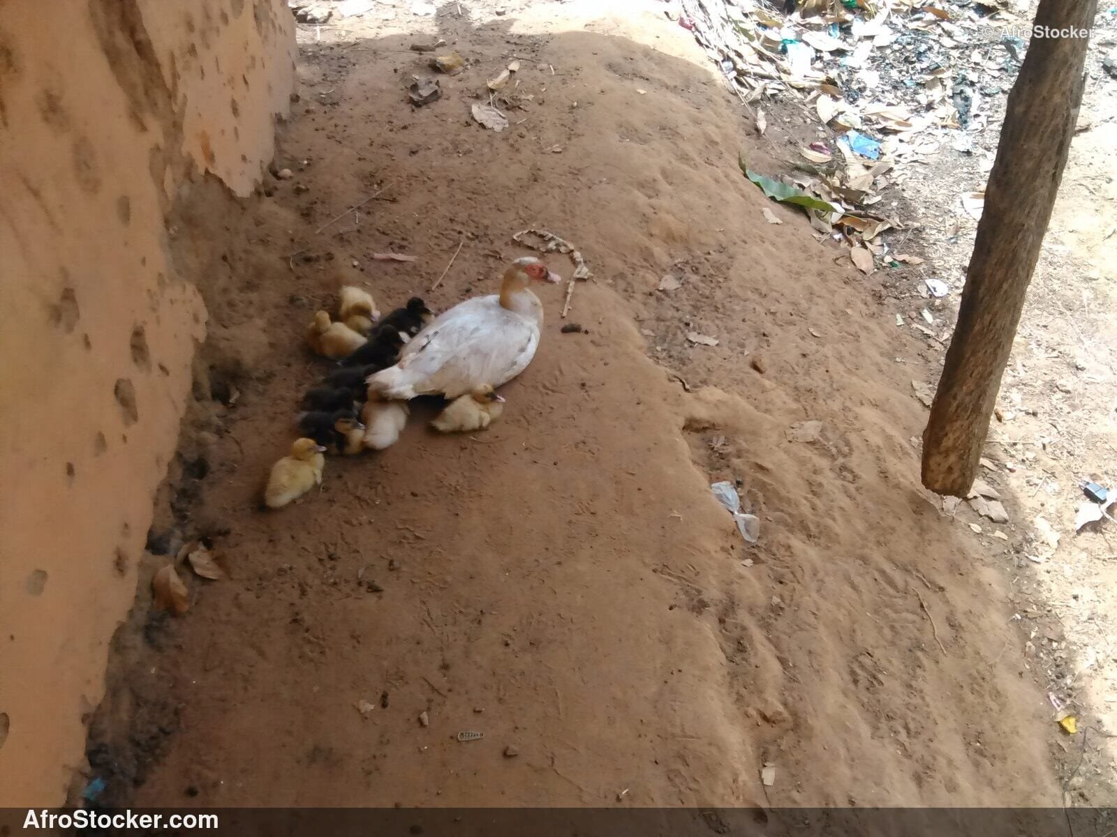 Ducks With Ducklings African Village / Canards avec Canetons Village Africain | AfroStocker